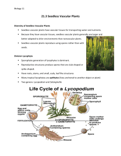 21.3 Seedless Vascular Plants