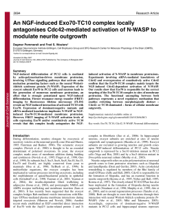 An NGF-induced Exo70-TC10 complex locally antagonises Cdc42