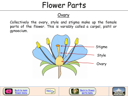 Flower Parts
