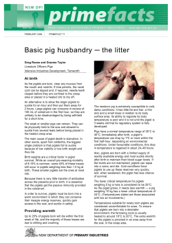 Basic pig husbandry - the litter - NSW Department of Primary Industries