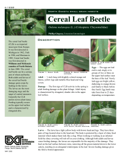 Cereal Leaf Beetle - Agriculture Research