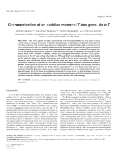 Characterization of an ascidian maternal T-box gene, As-mT