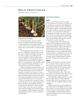 Onions, Leeks, and Garlic