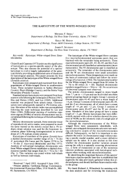 The Karyotype of the White