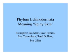 Phylum Echinodermata Meaning `Spiny Skin`