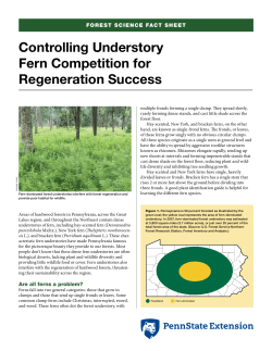 Controlling Understory Fern Competition for Regeneration Success