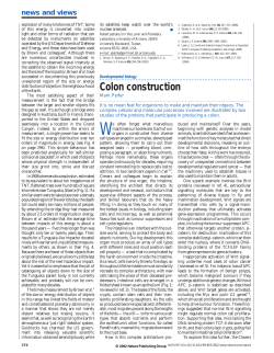 Developmental biology: Colon construction