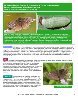 Propertius Duskywing