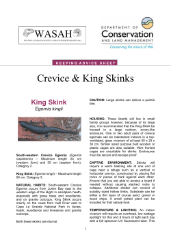 Crevice and King Skinks235.51 KB