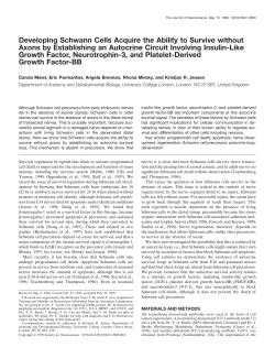 Developing Schwann Cells Acquire the Ability to Survive without