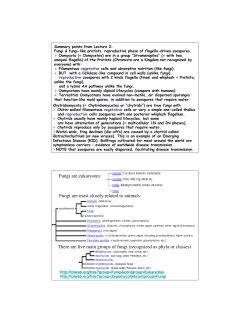Fungi are eukaryotes: Fungi are most closely related to animals