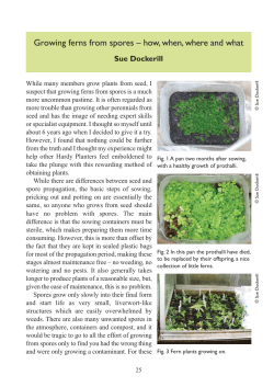 Growing Ferns from Spores
