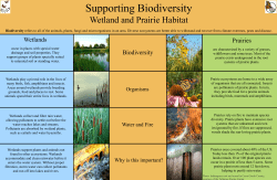 Biodiversity Wetlands Prairies