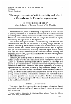 The respective roles of mitotic activity and of cell differentiation in