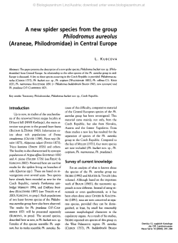 A new spider species from the group Philodromus aureolus