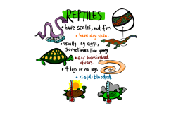 LS Reptiles PP