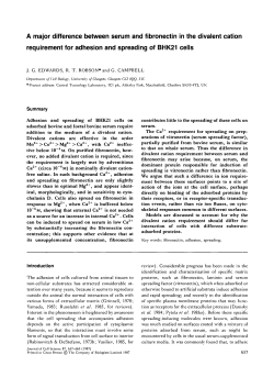 A major difference between serum and fibronectin in the divalent