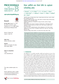 How sailfish use their bills to capture schooling prey