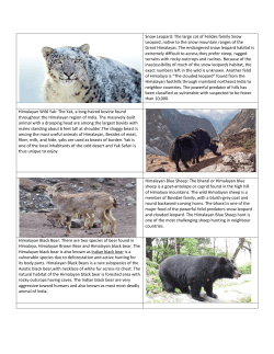 Snow Leopard - Himachal Pradesh Forest Department