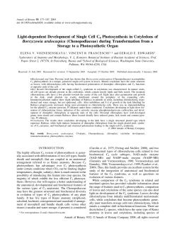 Light-dependent Development of Single Cell C4 Photosynthesis in