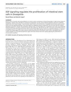EGF signaling regulates the proliferation of intestinal stem cells in