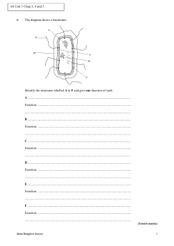 1. The diagram shows a bacterium. Identify the structures labelled A