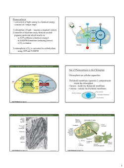 Bio3460-6 Photosynthesis