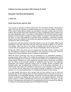 Avocado Tree Root Development
