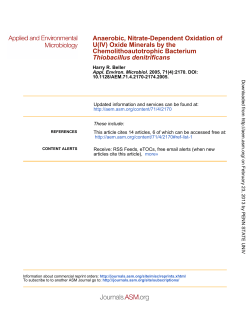 Thiobacillus denitrificans Chemolithoautotrophic Bacterium U(IV