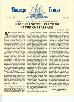 SOME PLANKTON JELLYFISH IN THE CHESAPEAKE