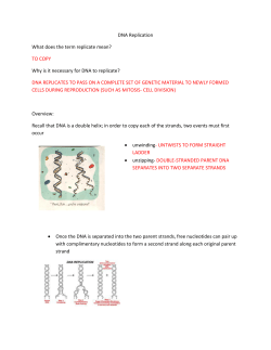 DNA Replication What does the term replicate mean? TO COPY