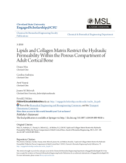 Lipids and Collagen Matrix Restrict the Hydraulic Permeability