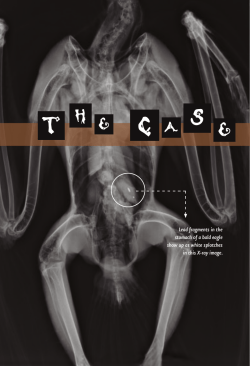 Lead fragments in the stomach of a bald eagle show up