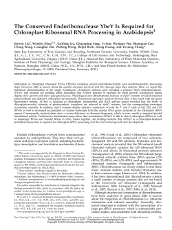 The Conserved Endoribonuclease YbeY Is