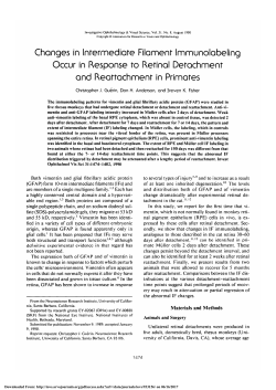 Changes in intermediate filament immunolabeling occur in