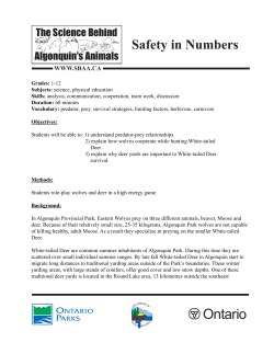 Moose Population Census - The Science Behind Algonquin`s Animals