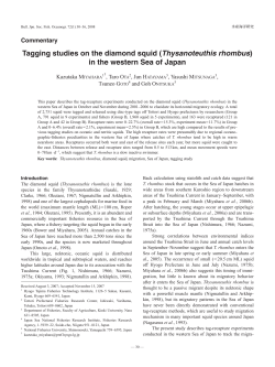Tagging studies on the diamond squid (Thysanoteuthis rhombus) in
