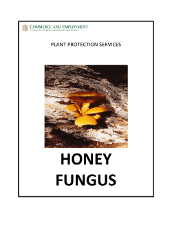 honey fungus