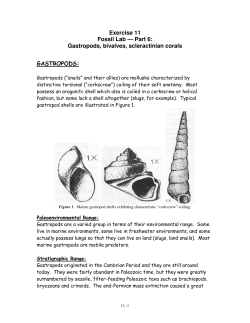 Exercise 11 Fossil Lab &mdash; Part 6: Gastropods, bivalves, scleractinian