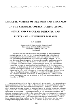 Absolute number of neurons and thickness of the cerebral cortex