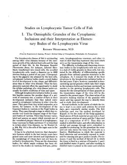 Studies on Lymphocystis Tumor Cells of Fish I