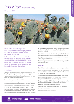 Prickly Pear (Opuntioid cacti) - Natural Resources South Australia