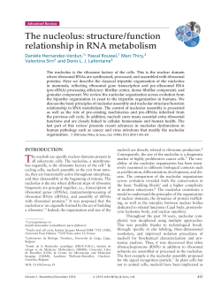 The nucleolus: structure/function relationship in RNA metabolism