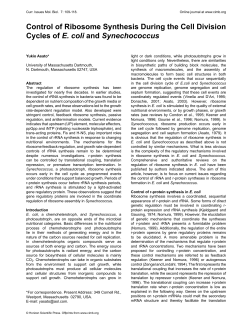 Control of Ribosome Synthesis During the Cell Division