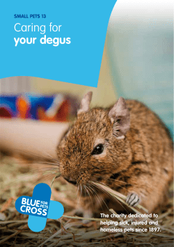 Caring for your degus