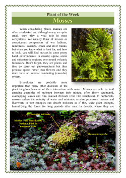 Plant of the week - Mosses