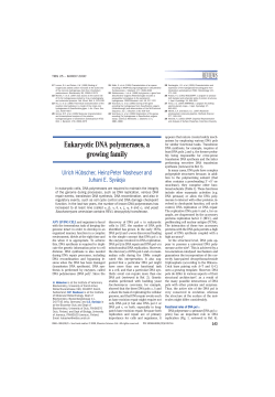 Eukaryotic DNA polymerases, a growing family