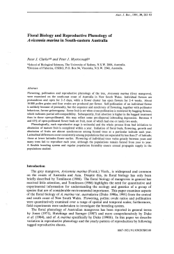 Floral Biology and Reproductive Phenology of A vicennia marina in