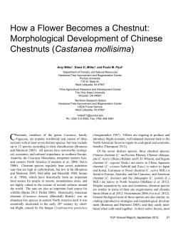 How a Flower Becomes a Chestnut