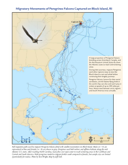 Migratory Movements of Peregrines Falcons Captured on Block